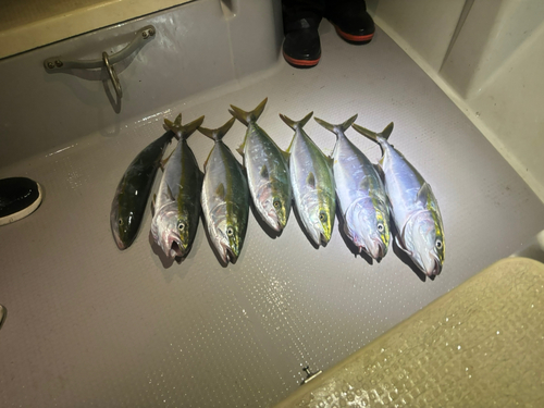 ハマチの釣果