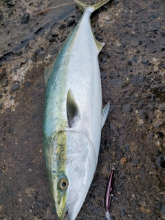 ワラサの釣果