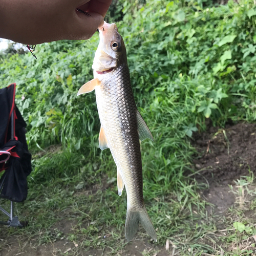 ニゴイの釣果