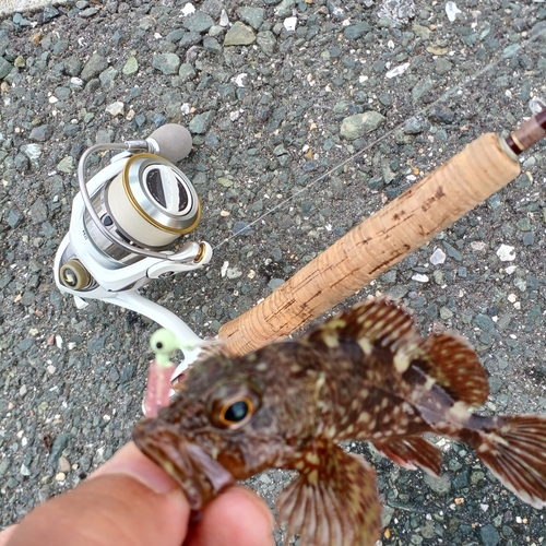 カサゴの釣果