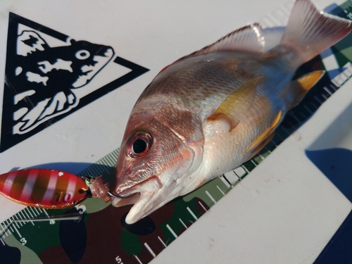 オキフエダイの釣果