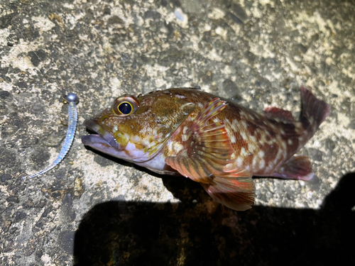 カサゴの釣果