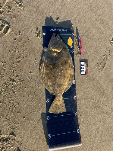 ヒラメの釣果