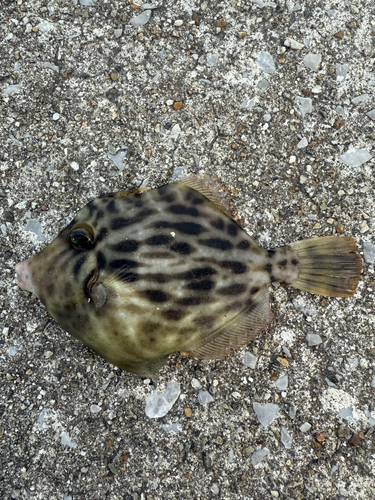 カワハギの釣果