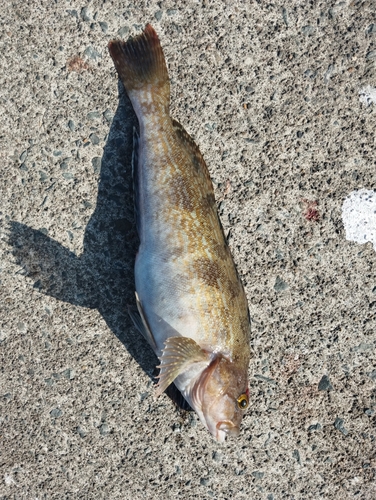 アイナメの釣果