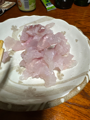 マゴチの釣果