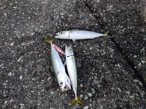 サバの釣果