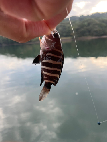 マハタの釣果