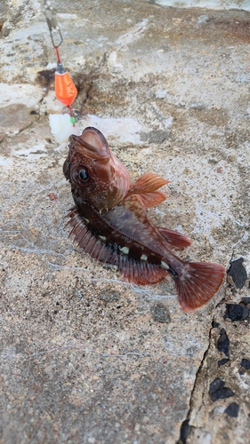 カサゴの釣果