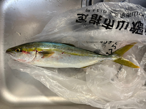 ハマチの釣果