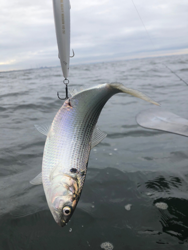 コノシロの釣果