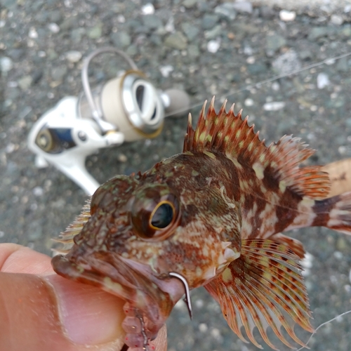 カサゴの釣果