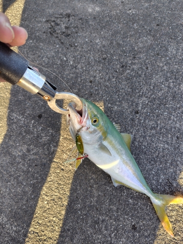 ハマチの釣果