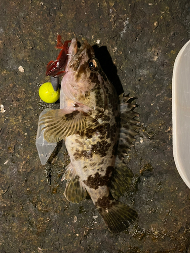 タケノコメバルの釣果