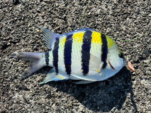 オヤビッチャの釣果