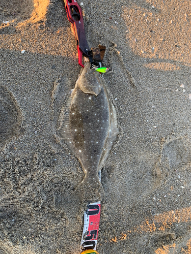 ヒラメの釣果