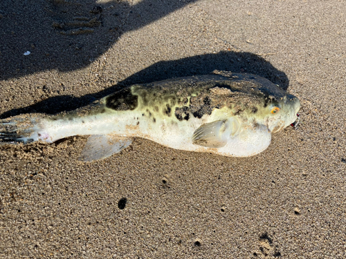 フグの釣果