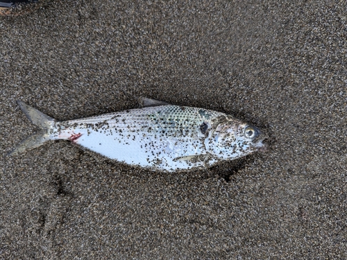 コノシロの釣果