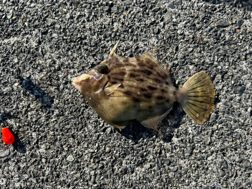 カワハギの釣果