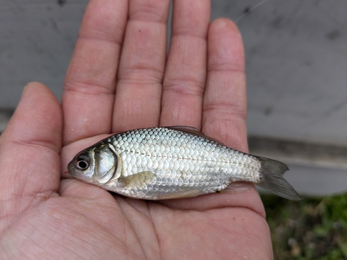 フナの釣果