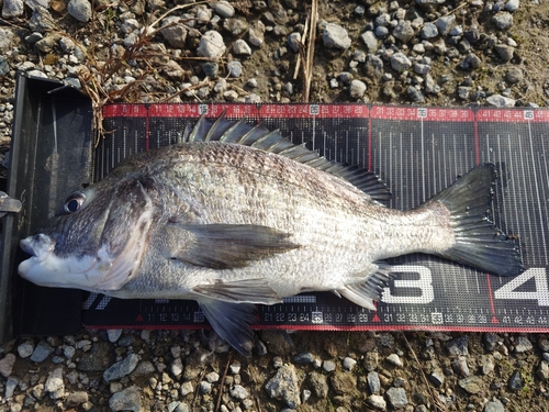 クロダイの釣果