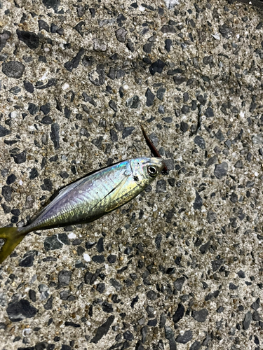 マアジの釣果