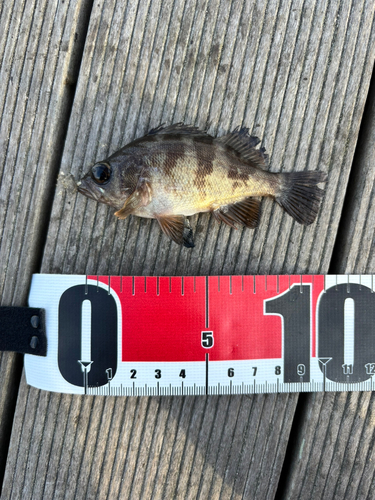 シロメバルの釣果