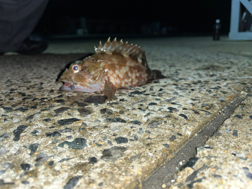 アラカブの釣果