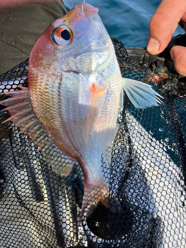 タイの釣果