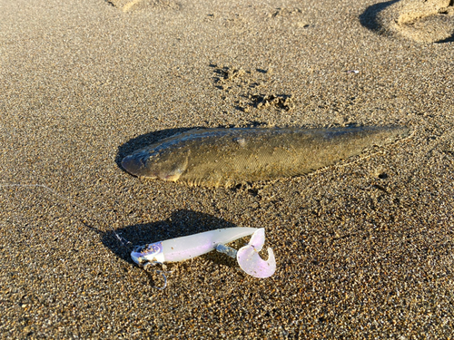 シタビラメの釣果