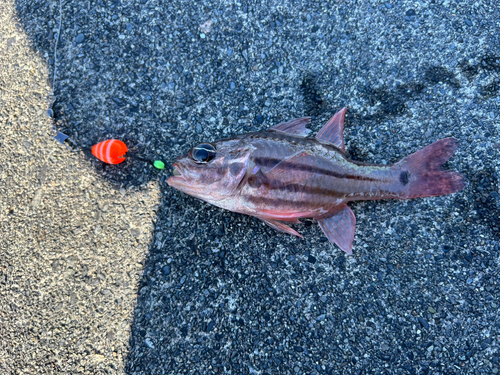 オオスジイシモチの釣果