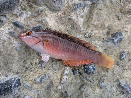 アカササノハベラの釣果