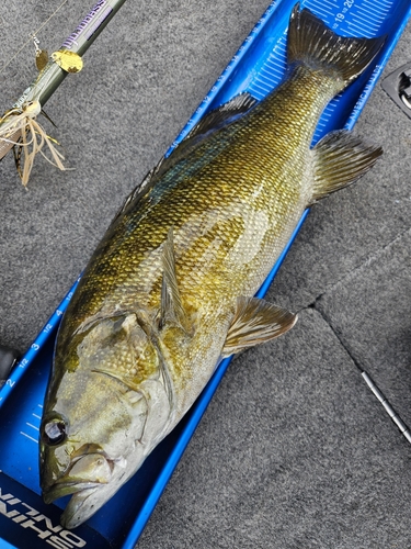 スモールマウスバスの釣果