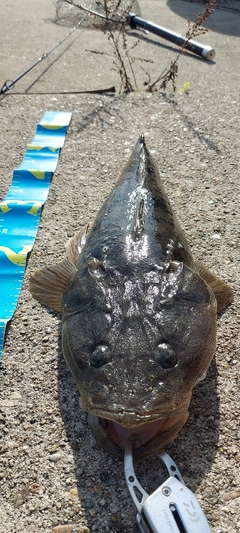 マゴチの釣果