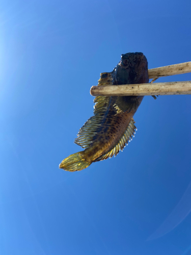 イソギンポの釣果