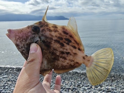 カワハギの釣果