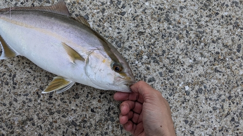 カンパチの釣果