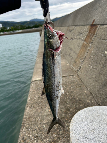 サゴシの釣果