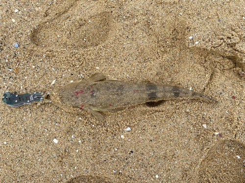 マゴチの釣果