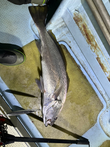 ニベの釣果