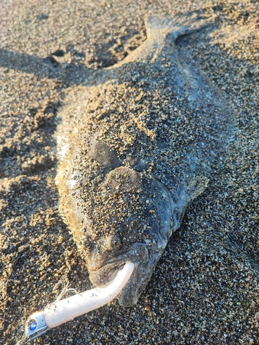 ヒラメの釣果