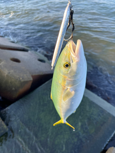 ツバイソの釣果