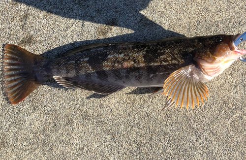 アイナメの釣果