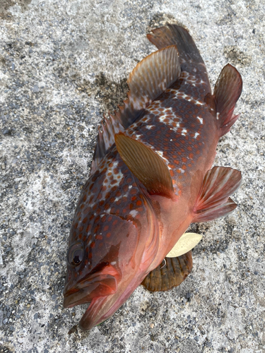 アコウの釣果