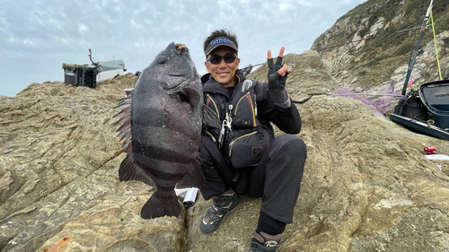 イシダイの釣果