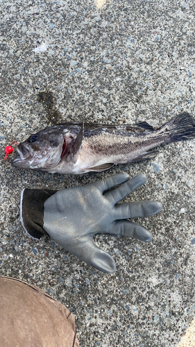 クロソイの釣果