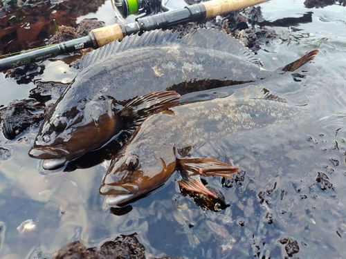 アイナメの釣果