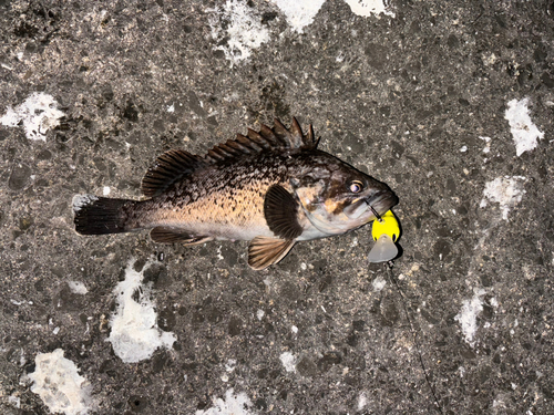 クロソイの釣果