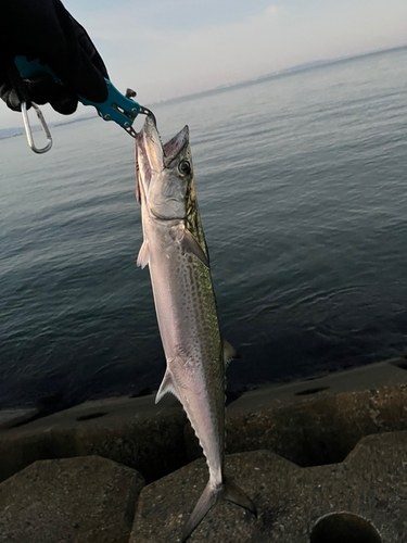 サゴシの釣果