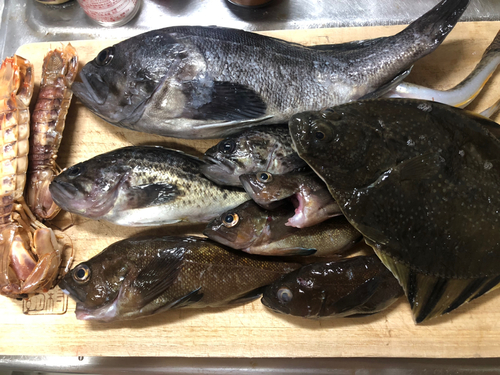 クロソイの釣果